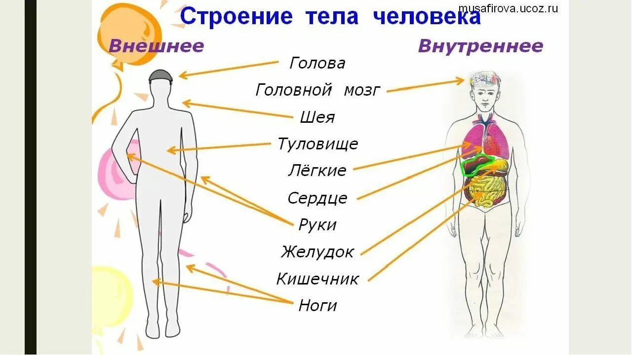 Какие органы внешние
