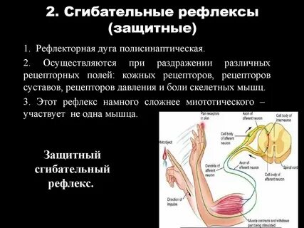 Мышечные рефлексы