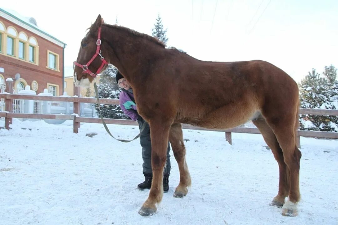 лошадь е е б. конный клуб белый соболь екатеринбург. белая лошадь екатеринбург. кск екатеринбург. конный клуб золотая подкова екатеринбург.