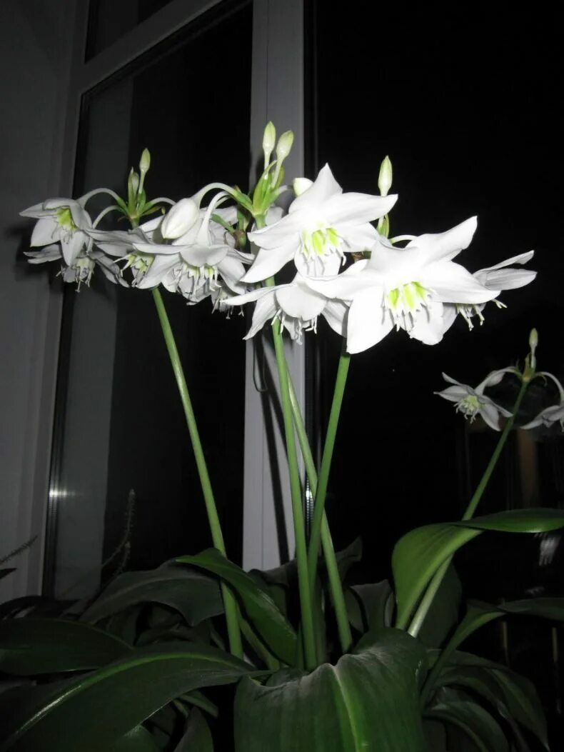 Комнатная лилия гиппеаструм. Лилия оранж спейс. Луковичные цветы зефирантес. Лилия гиппеаструм цветок. Луковичные цветы оранжевые лилии.