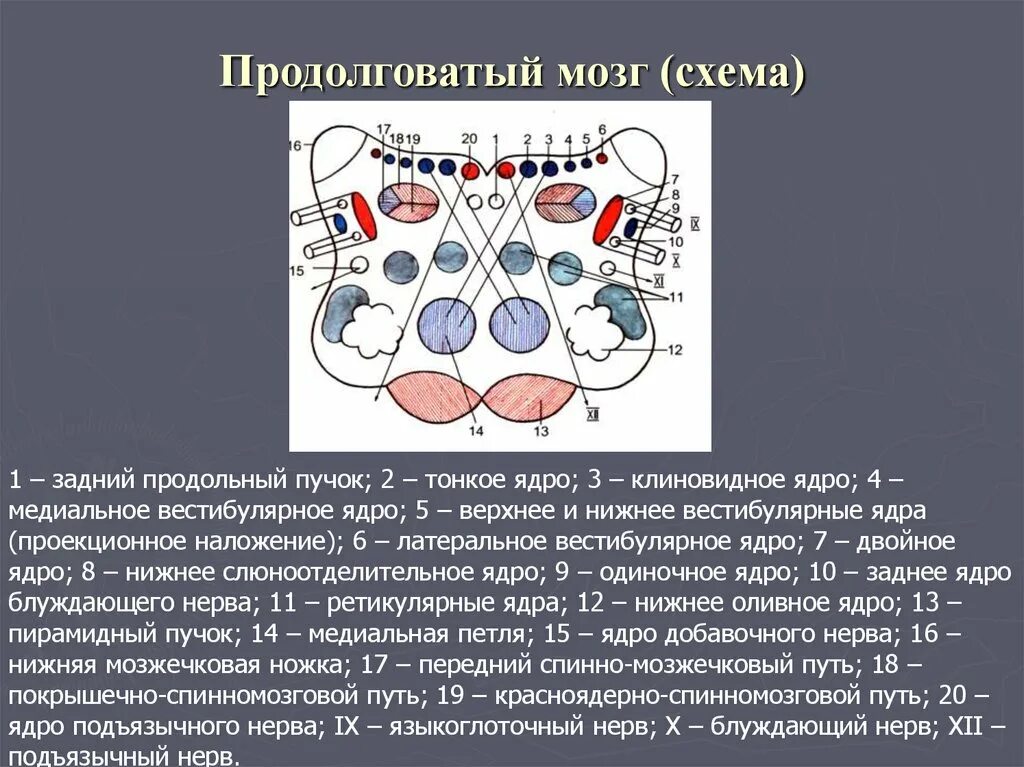 Ядро выпадающих из общего