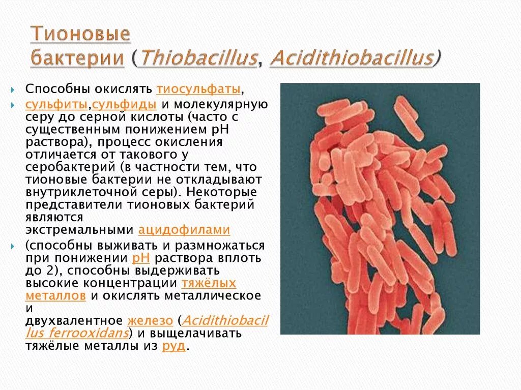 Тионовые бактерии. Тионовые микроорганизмы. Представители тионовых бактерий. Сероокисляющие (тионовые) бактерии.