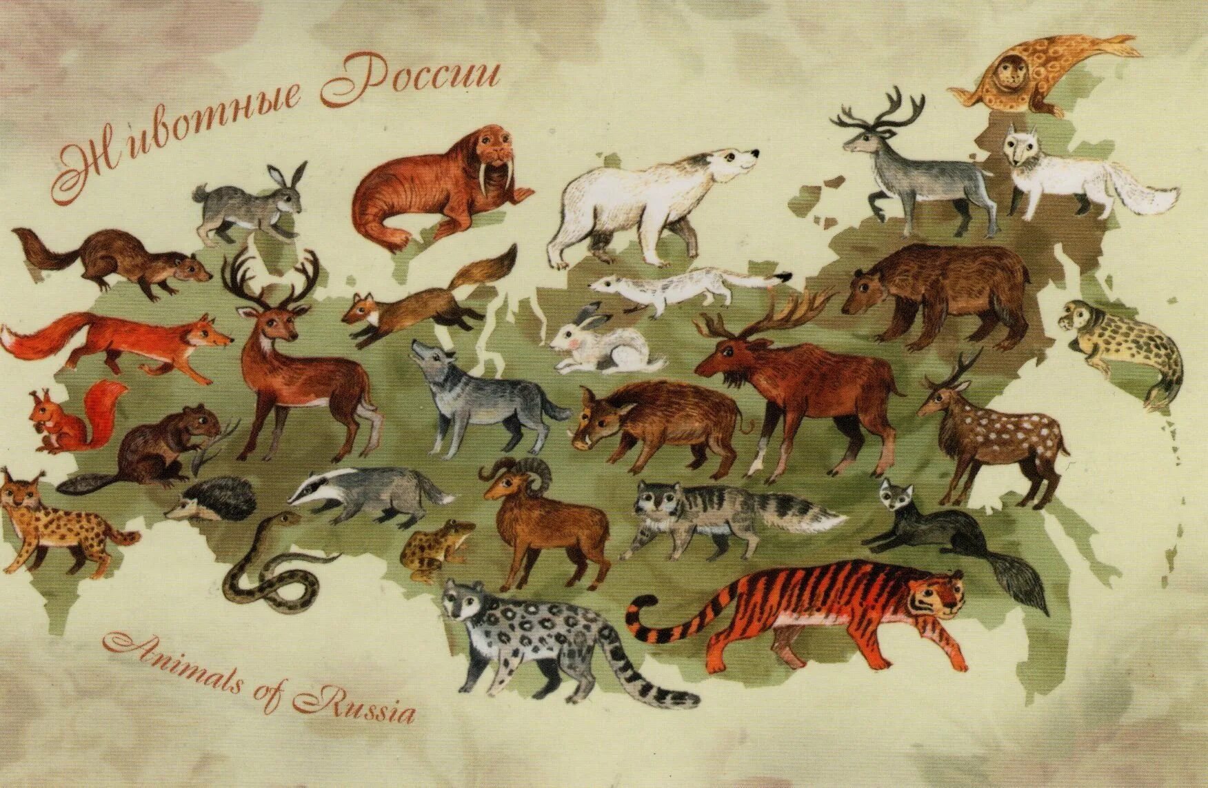 Было 10 зверей. Карта животных России. Животные России на карте. Животнын Росси НС карте. Животные проживающие в России.