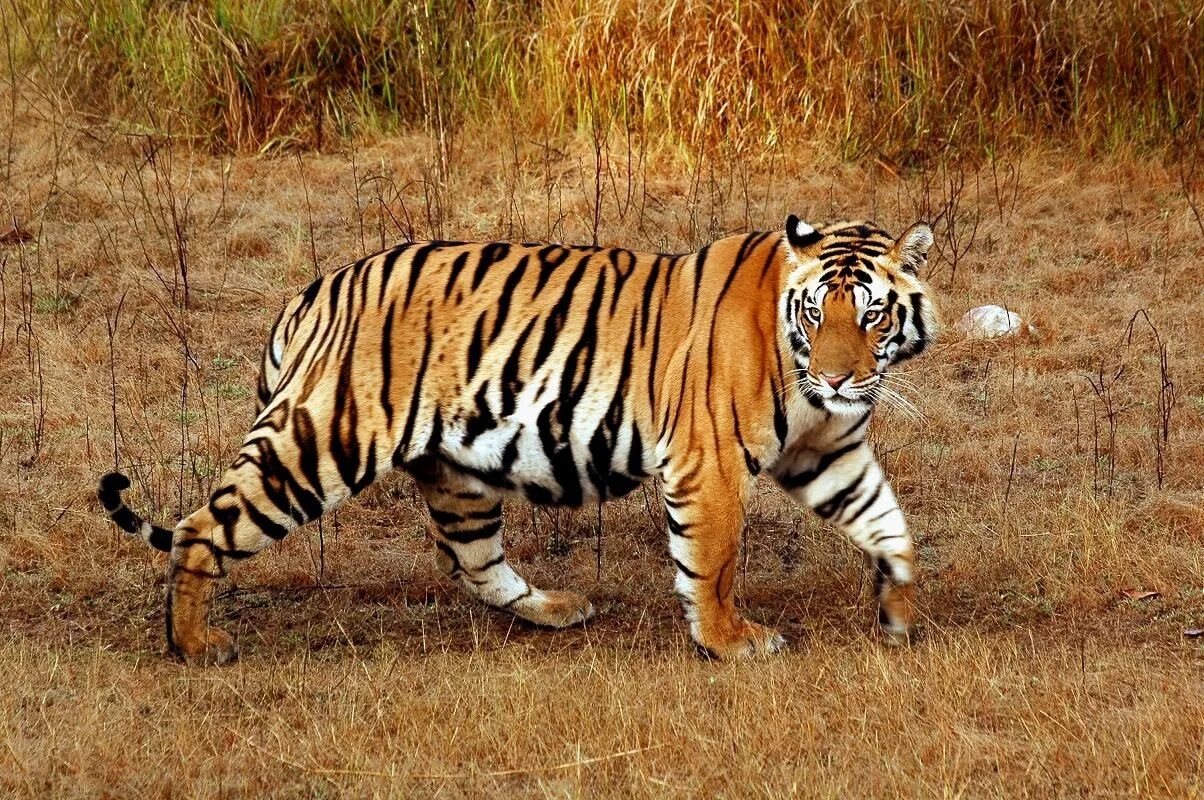 Бенгальский тигр. Королевский бенгальский тигр. Panthera Tigris Tigris. Тигр в саванне. Бенгальский тигр подвид тигра