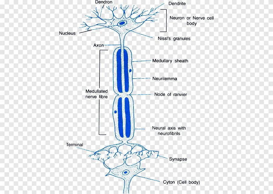 Аксон рефлекс. Рефлекс и синапс. Дендрон и Аксон. Neuron Synapse.