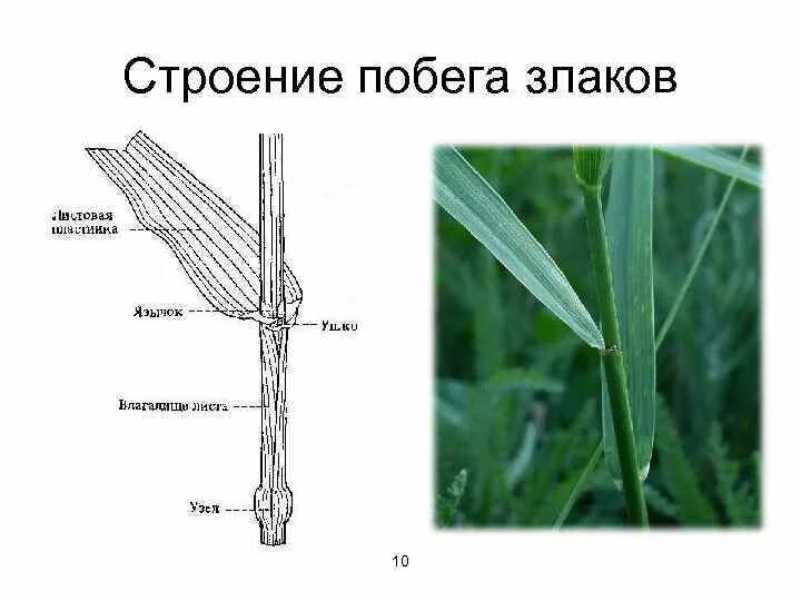 Название стебля злаков. Строение побега злаков. Стебель злаковых Соломина. Строение побега злака. Строение стебля Соломина.