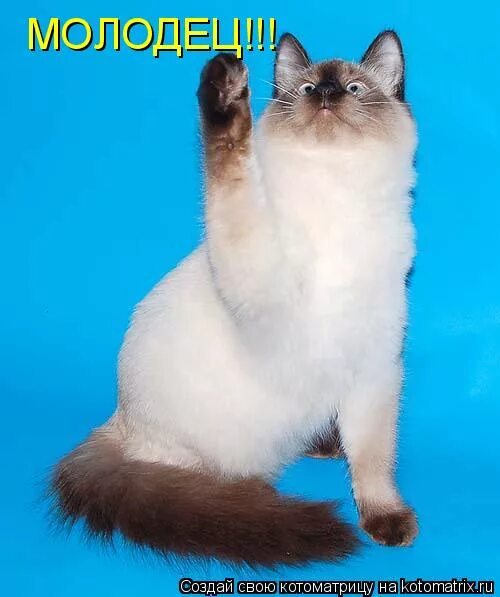 милый молодец. милый молодец. поздравляю ты молодец. открытка молодец. открытки молодчина.