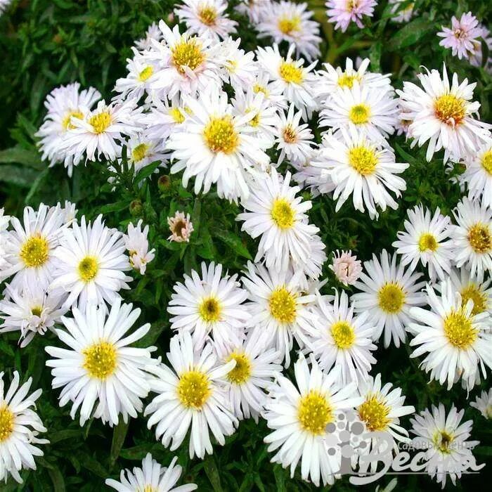 Астра новобельгийская листья. Астра кустарниковая blaue laguna. Aster amellus. Астра новобельгийская леди ин блю. Моя дорогая астер 47.