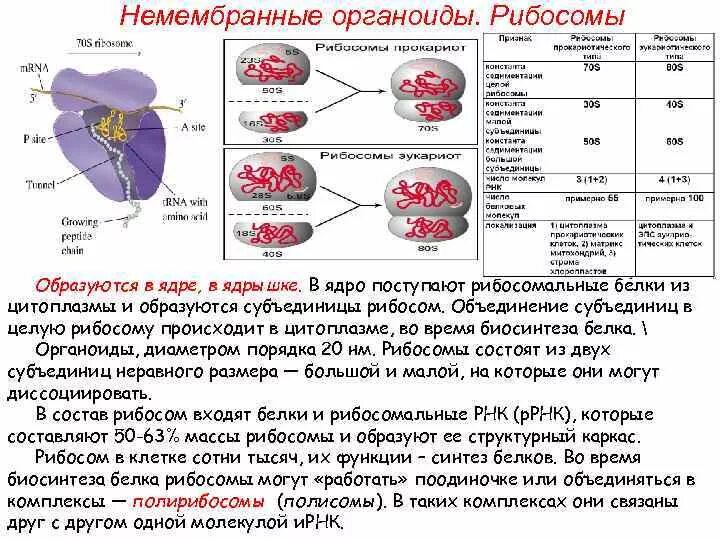 Белки входят в состав ядер. Рибосомы функции образования. Какая структура клетки образует рибосомы. Какой органоид образует рибосомы. Субъединицы рибосом образуются в.