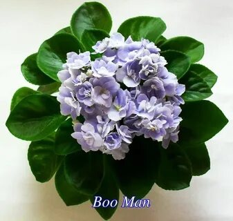 Boo men