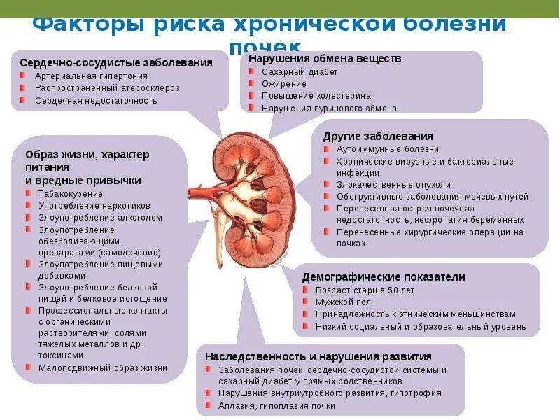 Хроническая болезнь почек. Почки заболевания почек. Причины заболевания почек.