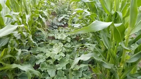 Как сажать огурцы с кукурузой