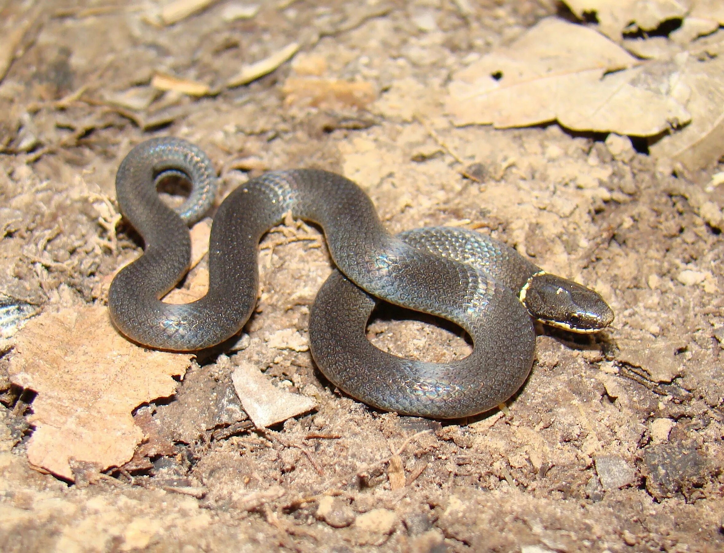 Snakes in Ohio (3 Are Venomous!