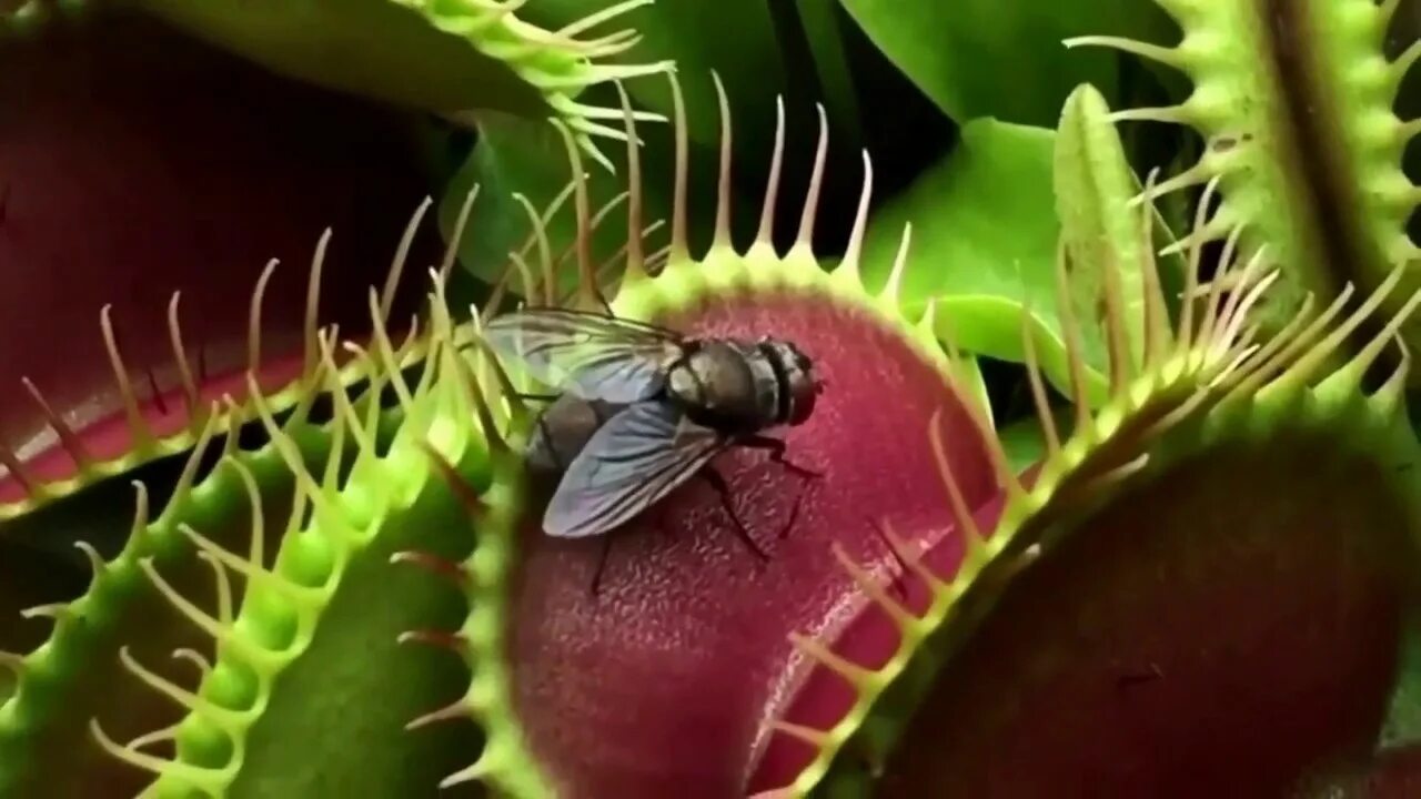 Росянка шпательная. Какое растение умеет ловить насекомых дионея бутея. Хищные насекомые. Растения которые ловят насекомых. Венерина дионея.