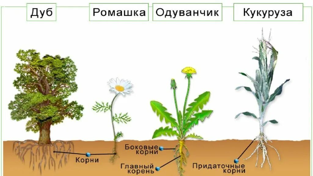 Надземные части корня. Ромашка Тип корневой системы. Корни растений. Корневище у различных растений. Корневая система цветка.