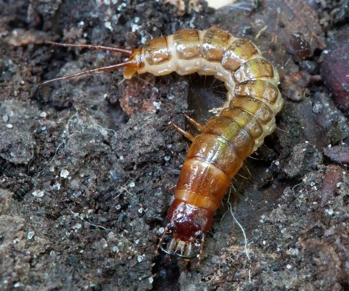 В какой среде обитания вредят личинки щелкуна. Личинка жука проволочника. Гусеница проволочник. Хлебная жужелица личинка. Червяк проволочник.