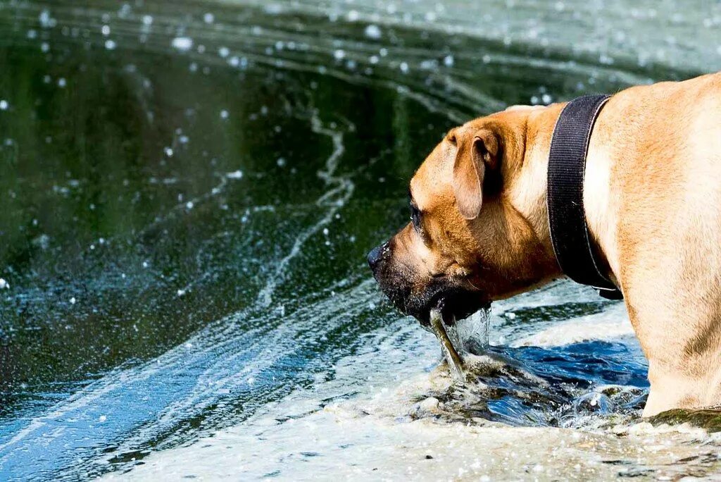 Собака прожить без воды. Собака в водоеме. Собака лакает. Собака пьет воду. Собака пьющая воду.