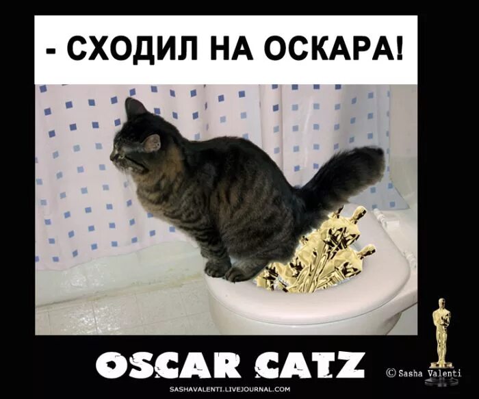 Оскар значение. Кот Оскар. Котик с Оскаром. Кличка для кота Оскар. Кличка Оскар для кота что означает.