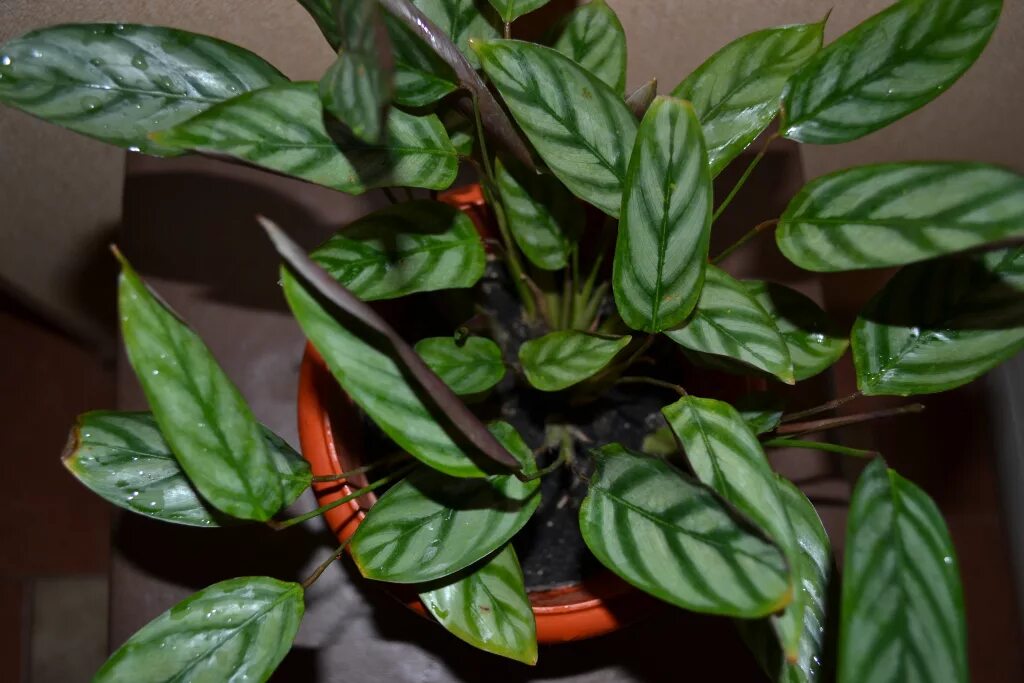 цветок закрывающий листья на ночь. цветок закрывает листья на ночь. калатея бахема. цветок который закрывается на ночь. калатея вейвстар.