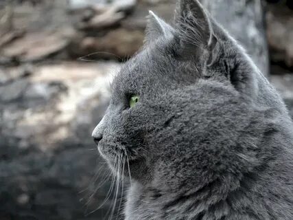 Шт серая