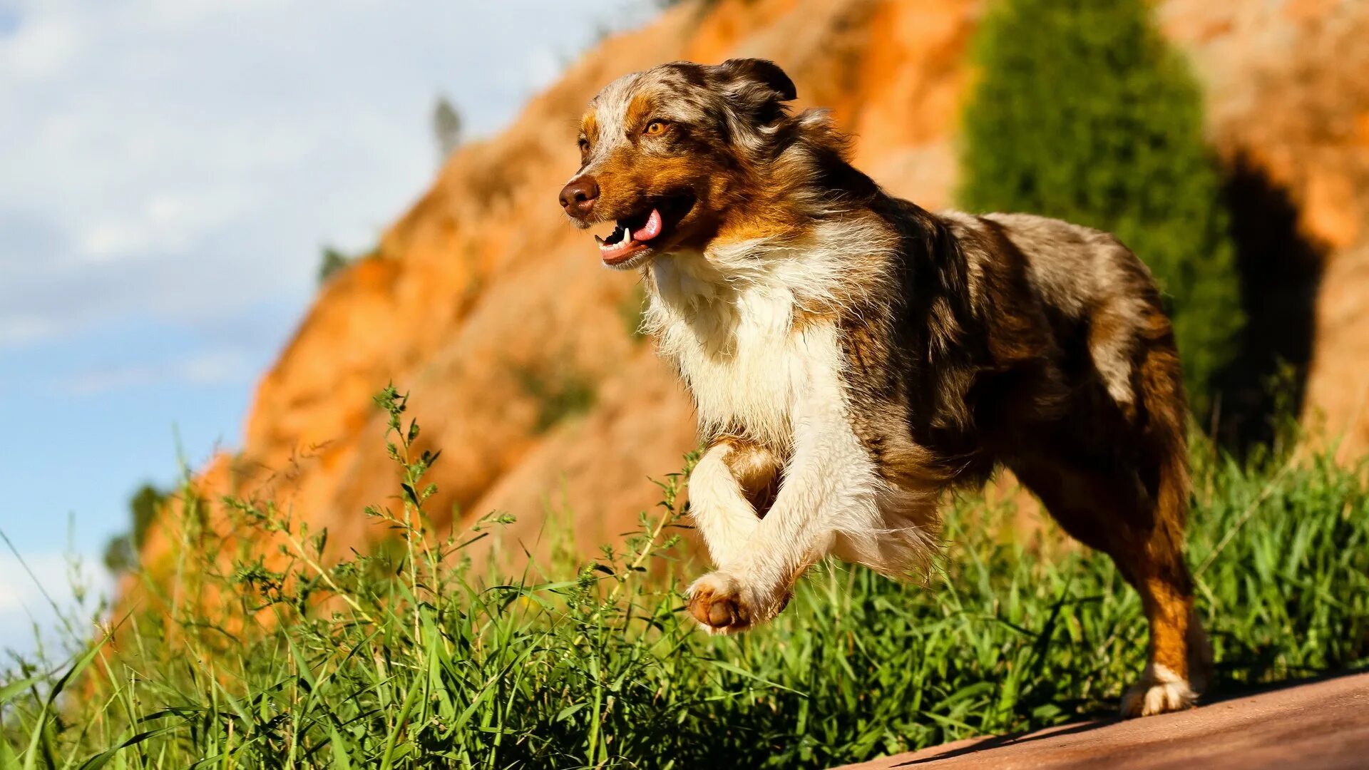 Собака австралийская овчарка. Аусси рыжая. Аусси собака. Лапы аусси. Run like dog