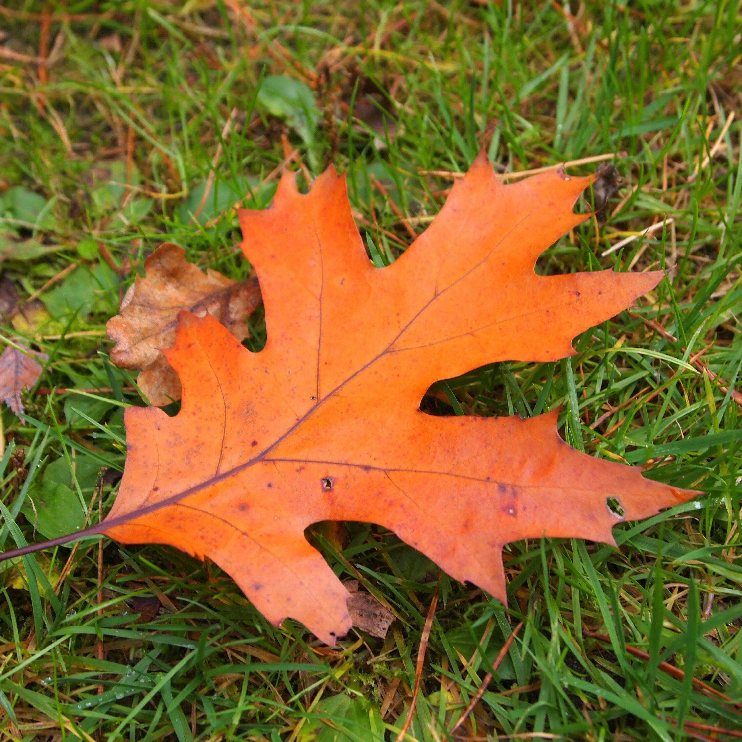 Осенние листья. Дуб красный листья. Кленовый лист. Лист дуба.
