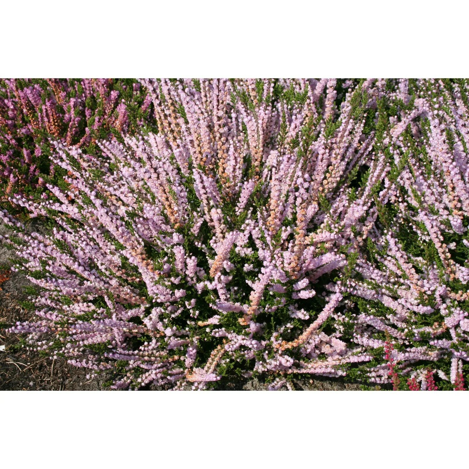 Вереск цветок. Вереск промо. Вереск jana. Вереск grizabella. Вереск calluna vulgaris.