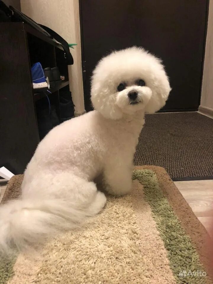 тенерифский бишон. бишон фризе взрослый. лион бишон собака. порода собак бишон фризе. бишон фризе вес.