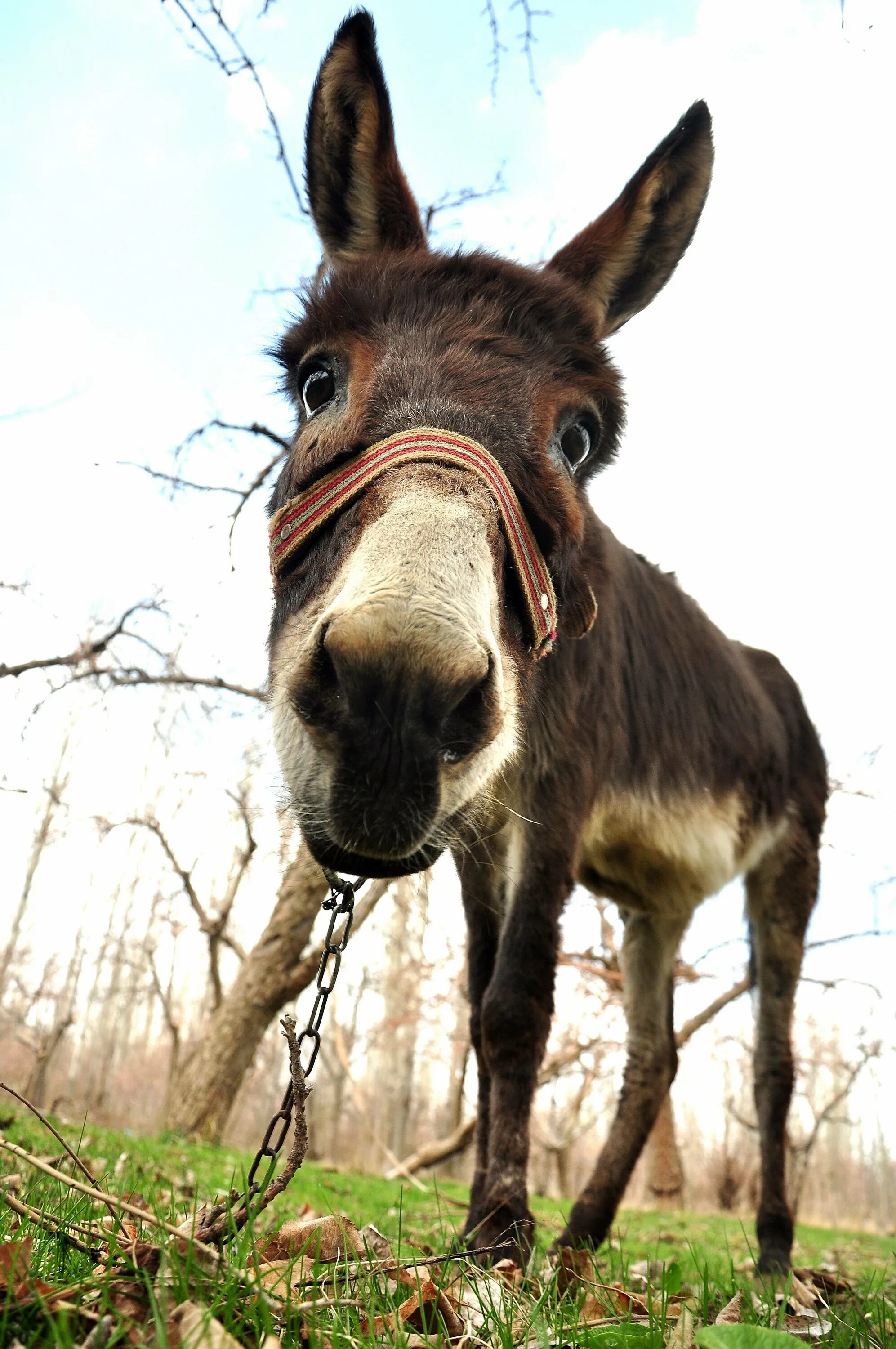 Ишак и осёл. Веселый ослик. Осел. Смешные произведения. Осел был самых.