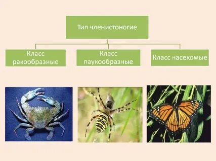 Членистоногие в отличие от других беспозвоночных животных