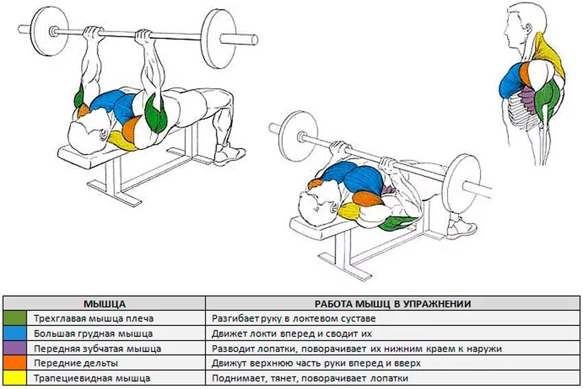 Жим лежа группы мышц. Жим штанги лежа группы мышц. Жим штанги лежа группы мышц задействованы. Группы мышц при жиме лежа.