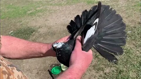 Голуби бучеловский
