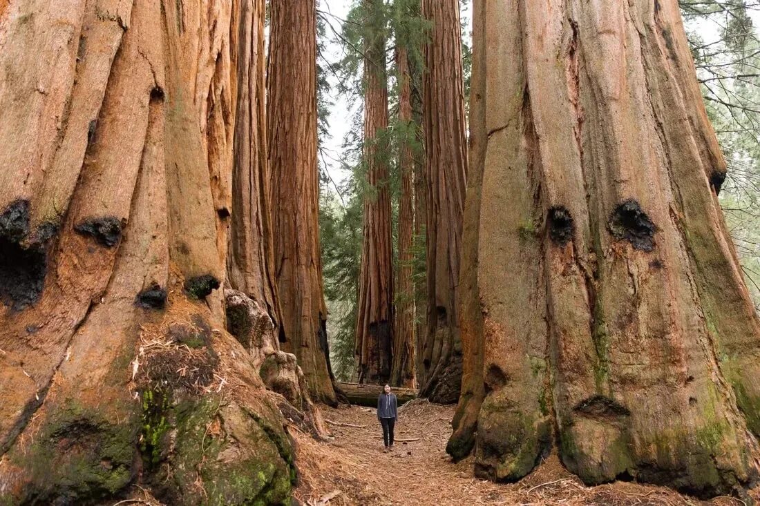 Национальный парк Секвойя Калифорния. Секвойя парк США. Секвойя дерево парк США. Секвойи в Калифорнии.