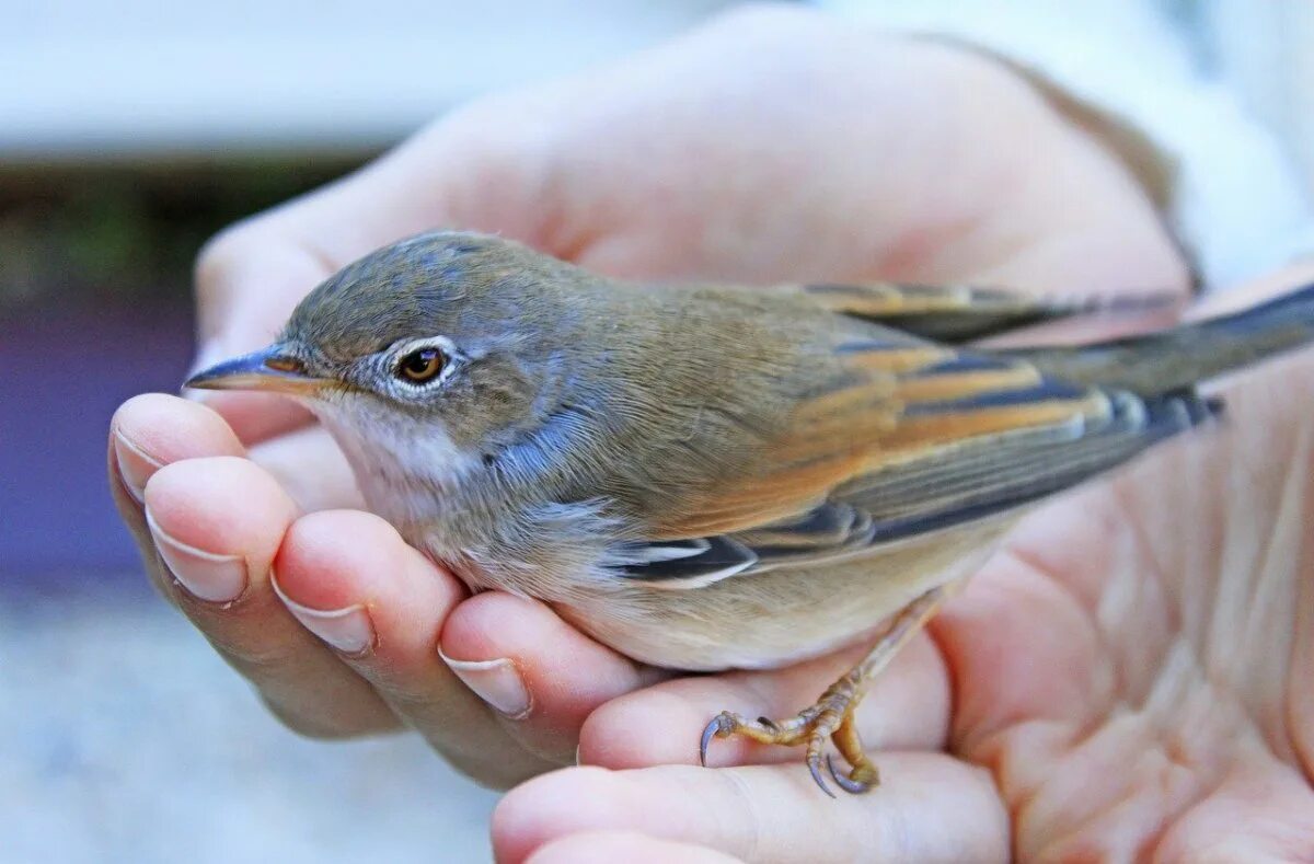 Птица малиновка описание. Описание птички зырянки. Птичка малая мухоловка. Размер птички колибри. Сообщение про крапивника.