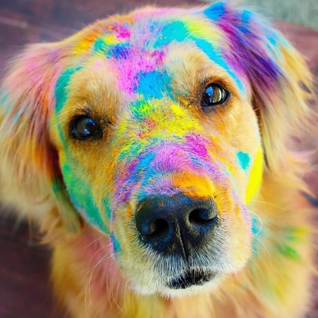 Животное в стиле арт. Поп арт животные. Неразлучники попугаи. Какое животное яркое. Ящерица хамелеон йеменский.