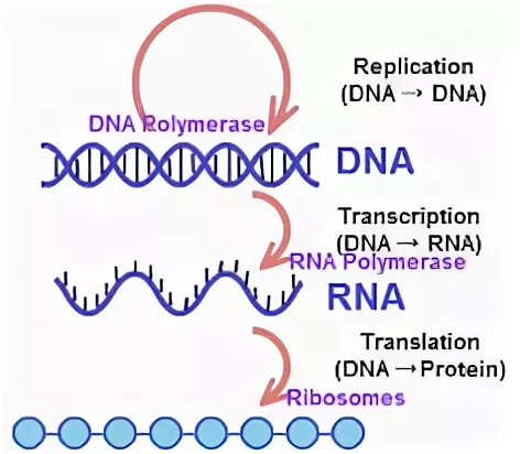 DNA translation. Немецкая генетика. Protei Eng. Песня DNA. Dna перевод