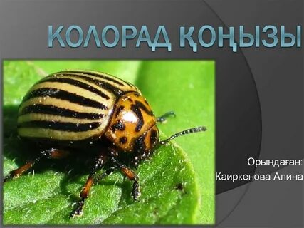 Мәскеудегі эротикалық массаж салондары