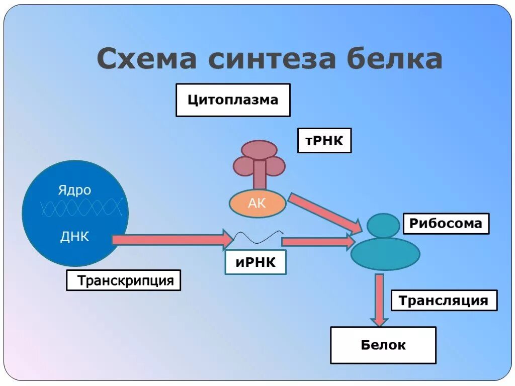 Из каких этапов состоит синтез белка. Окислительно-восстановительная функция живого вещества примеры. Окислительно восстановительная функция. Синтез белков.