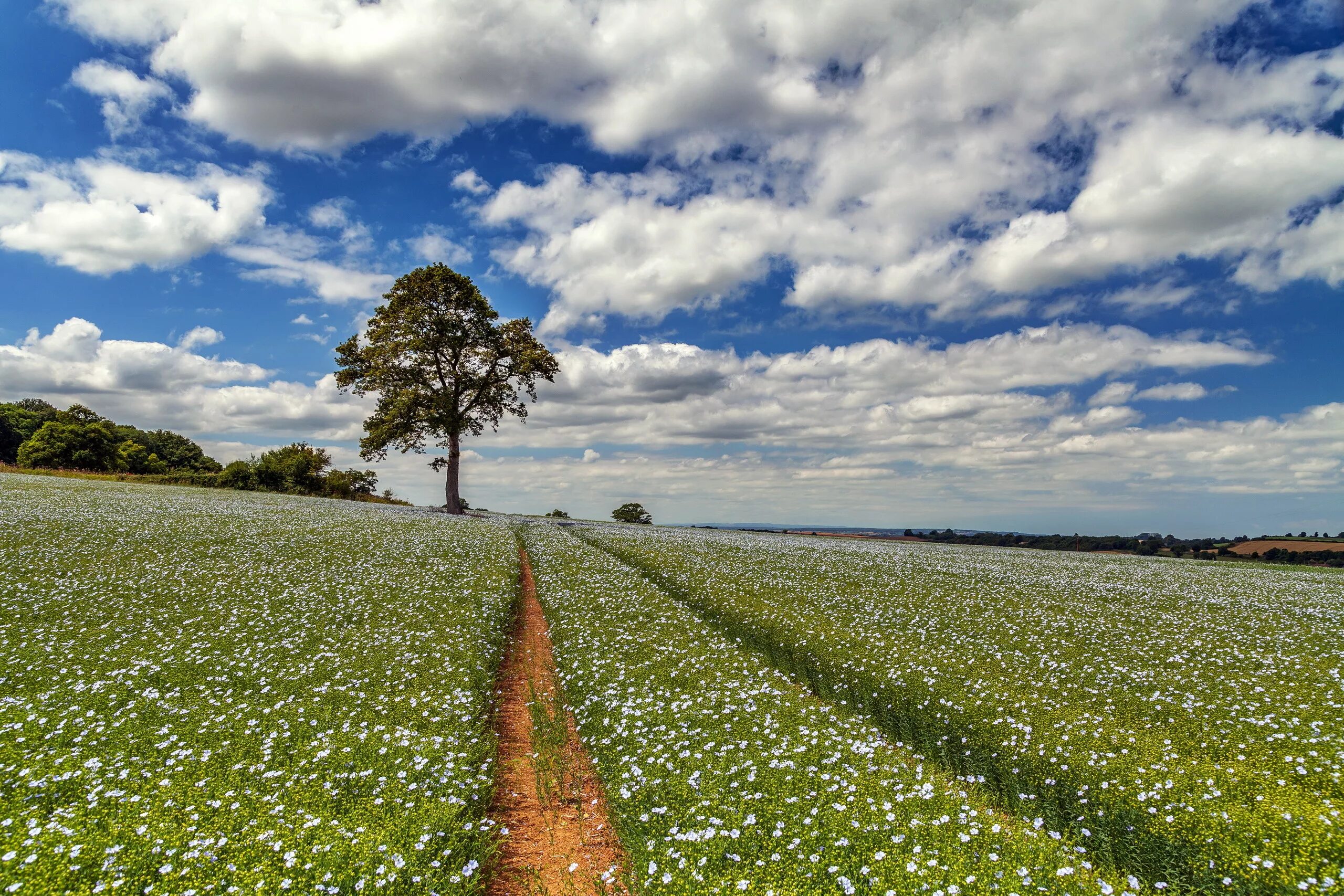 Поле пшеницы и голубое небо. Какое бывает поле. Какое бывает поле. Земля поле. Российские поля.