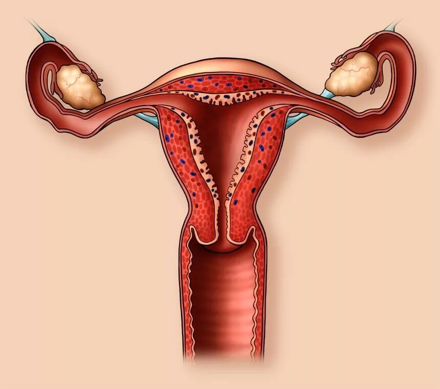Органы женской репродуктивной системы. Репродуктивная система женщины. Заболевания женской репродуктивной системы.