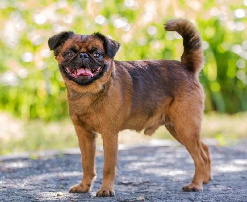 Порода собак пти брабансон. Порода гриффон пти брабансон. Порода гриффон пти брабансон. Пти брабансон. Гриффон пти брабансон собака.