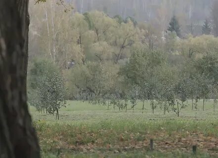 Поляна род