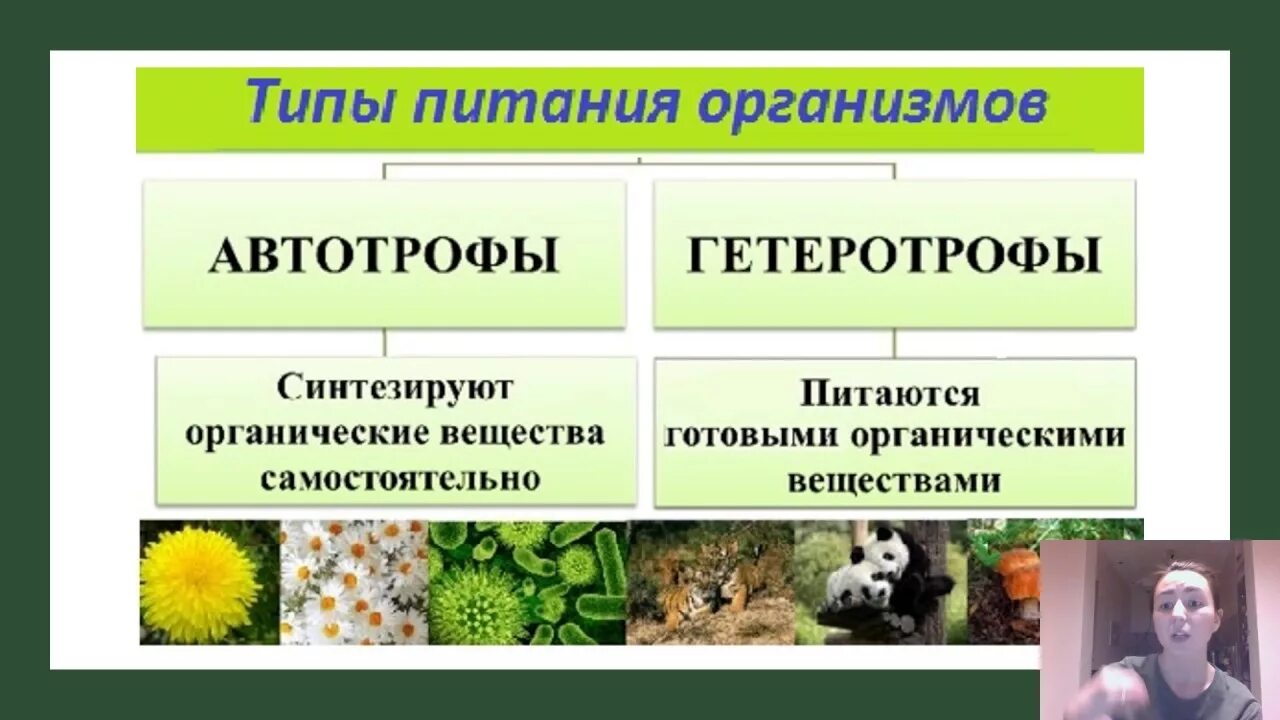 Как питается первый живой организм. Автотрофный и гетеротрофный Тип питания. Автотрофный Тип питания. Виды питания Автотрофное гетеротрофное. Автотрофный Тип питания гетеротрофный Тип.