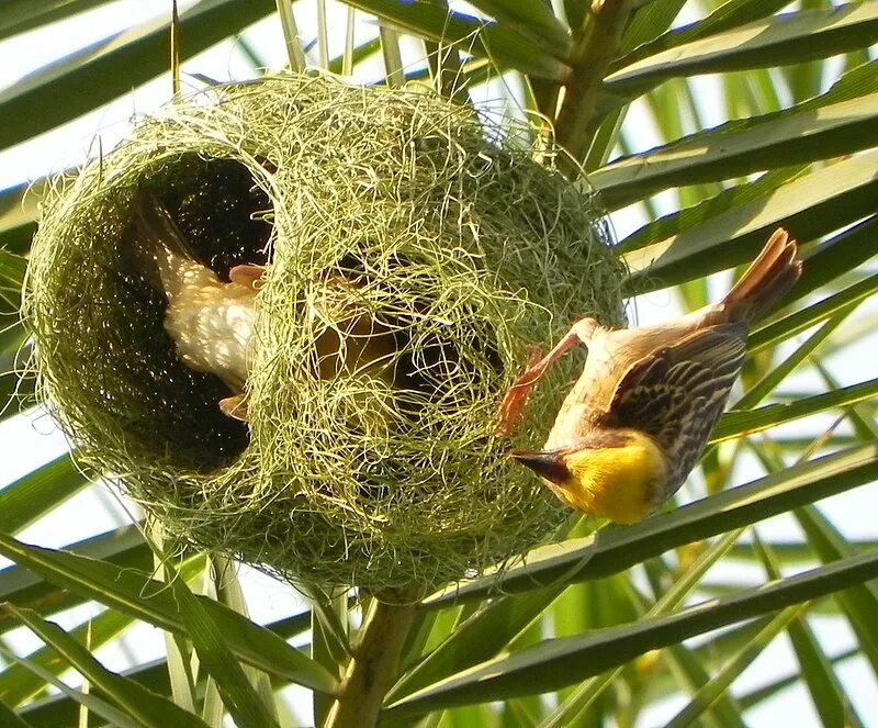 Гнезда птиц видео для детей. Птичка Ткачик гнездо. Ткачик птица гнездо. Гнездо вьюркового Ткачика. Африканские ткачики гнезда.