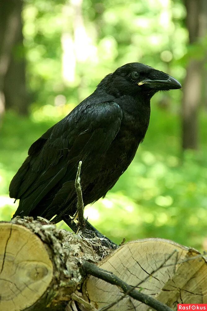 воронны. воронёнок (птенец во́рона). воронны. сорока серая. ворон бхушунда.