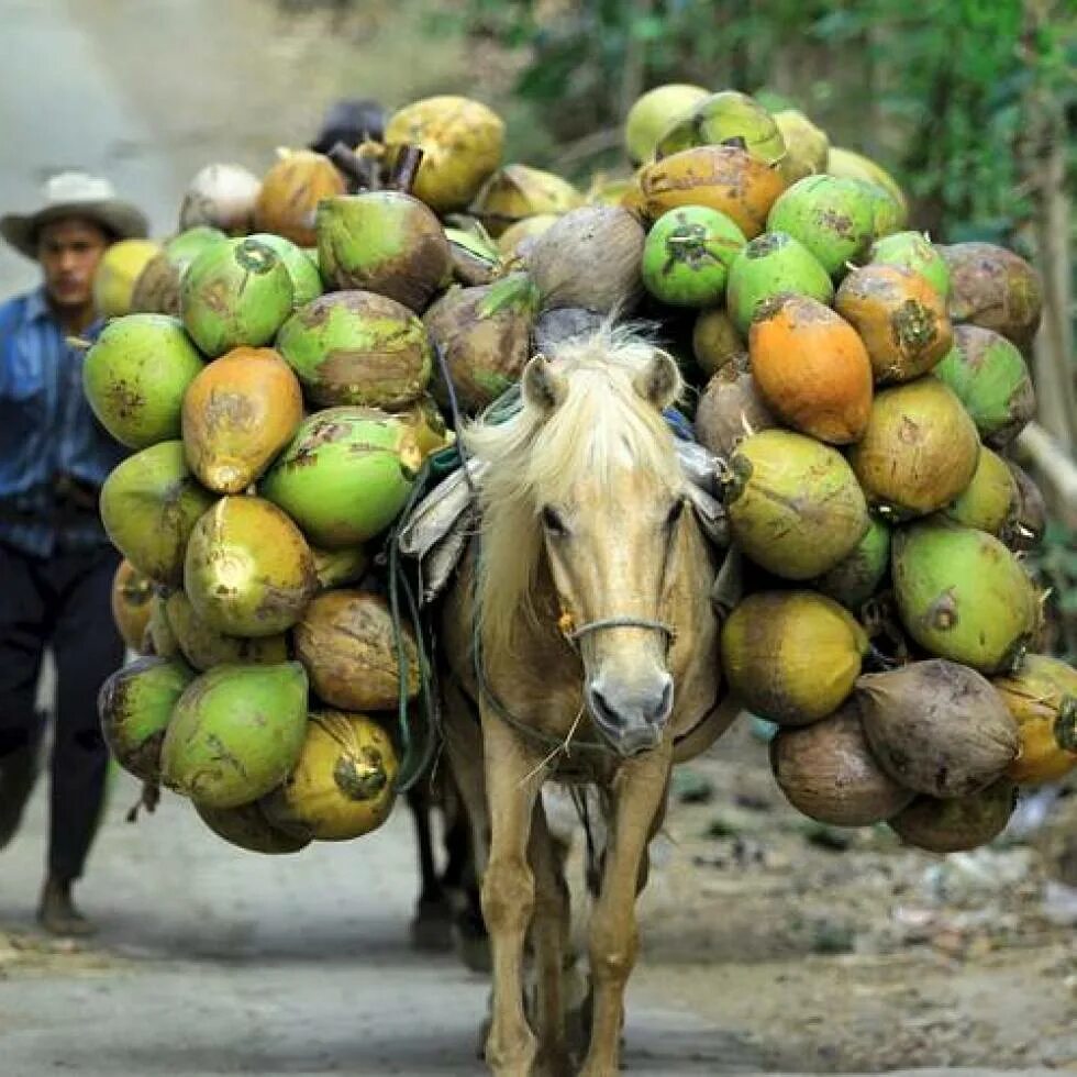 Сельское хозяйство Индонезии. Кокосы в Индонезии. Филиппины сельское хозяйство. Малайзия сельское хозяйство. Малайзия специализация