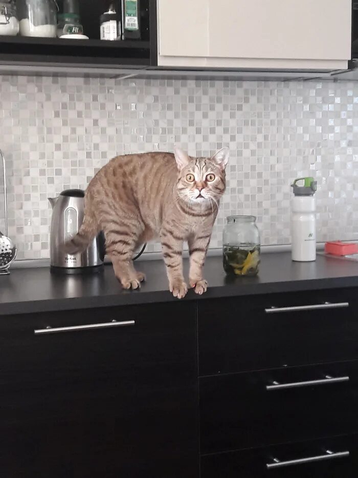 А ночью на кухне слушать. Кошка на кухне. Котейка на кухне. Смешные коты на кухне. Кошачья кухня.