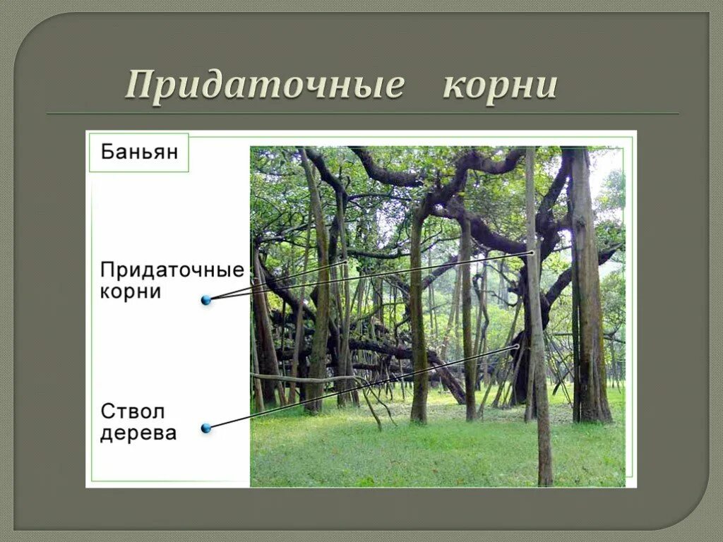 Придаточные корни. Придаточные корни у растений. Придаточные корни корня. Придаточные боковые и главный корень.