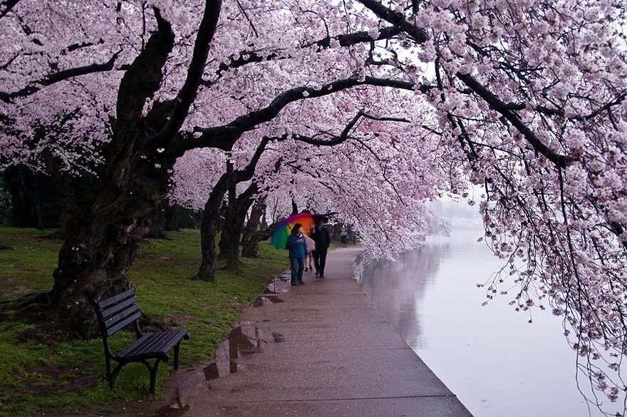 Йокогама Япония цветение Сакуры. Цветение Сакуры Фукуока. Цветение Сакуры в Йокогаме. Аллея Сакуры в Японии цветение. Сакура рядом