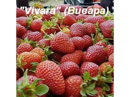 Виваро клубника отзывы